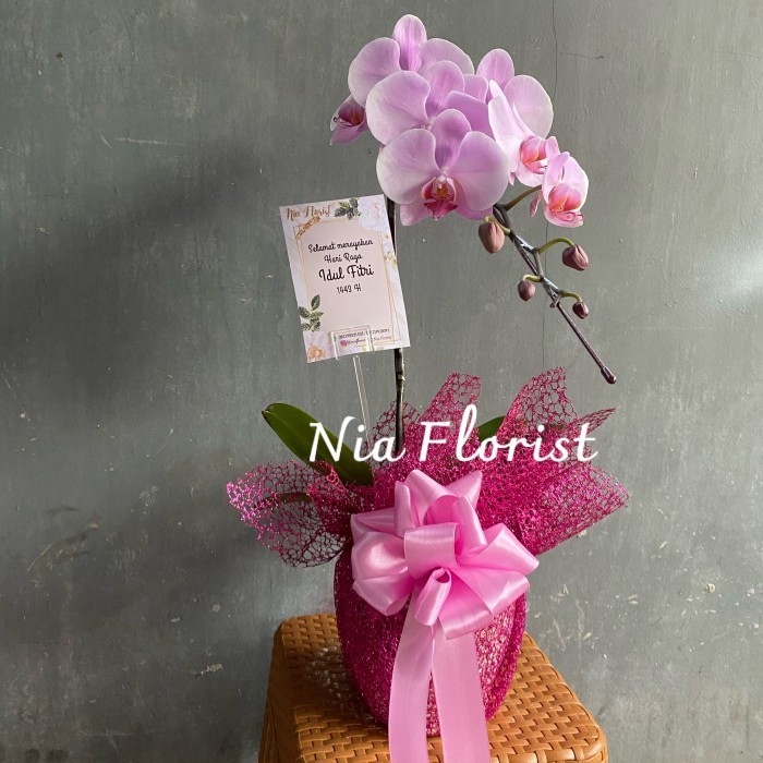 

Best Seller Bunga Meja Anggrek Bulan Koleksi isi 1 Hadiah Gift Hampers