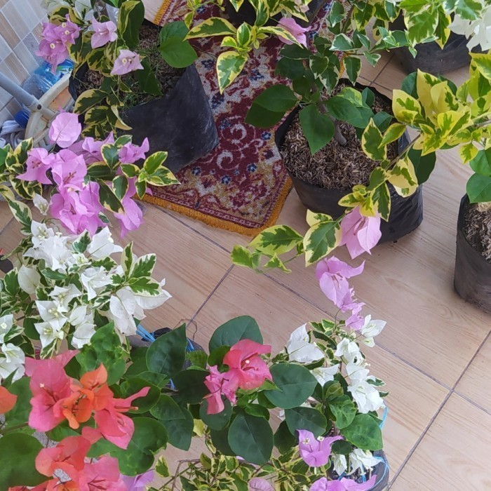 bunga bougenville 1 pohon 3 warna variegata/ tanaman hiasan rumah