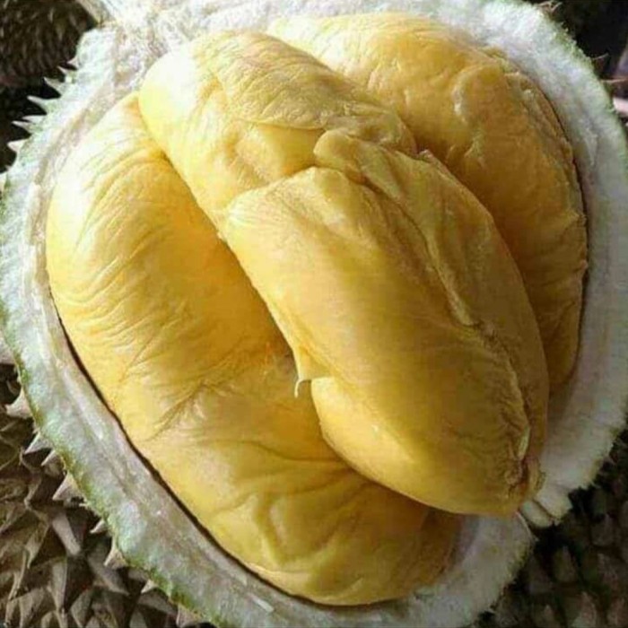 

Durian Montong Sulawesi Premium 500Gram