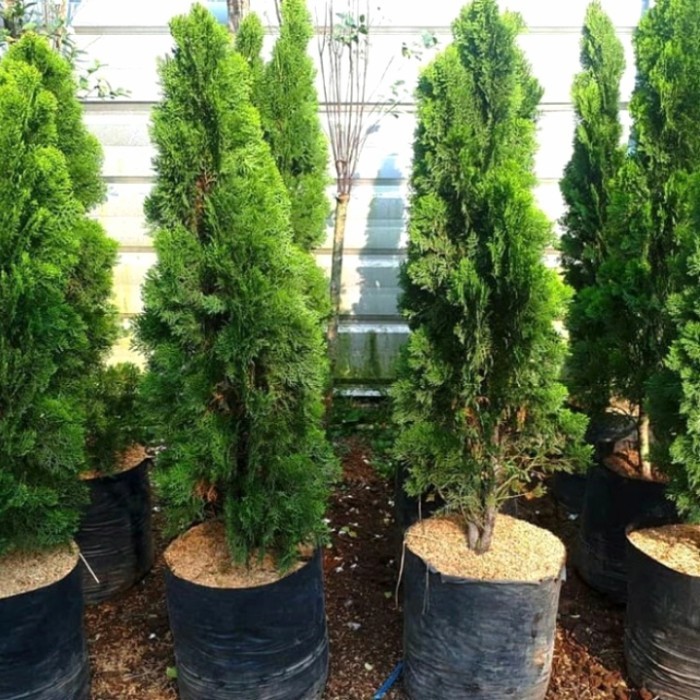 Tanaman Cemara Kipas 1 Meter - Cemara Kipas  Besar & Tinggi - Tanaman Cemara tinggi