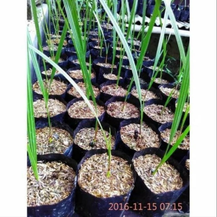 bibit pohonan kurma azwa - benih pohon kurma azwa