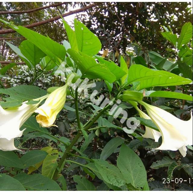 

DAUN KECUBUNG KUCUBUNG SEGAR DATURA METEL FASTULOSA