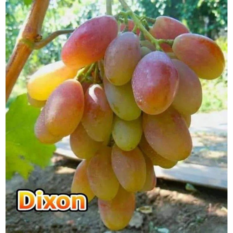 BIBIT ANGGUR IMPORT DIXON (asli grafting)