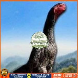 

telur ayam shamo super original UD NAFII FARM ID