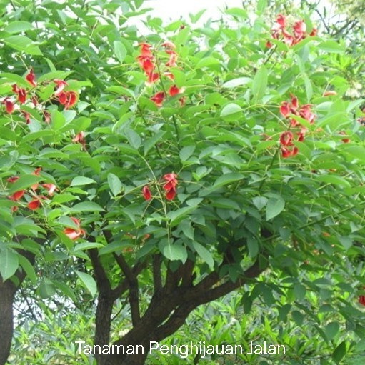 pohon Dadap merah tinggi 2 meter pohon pelindung, peneduh
