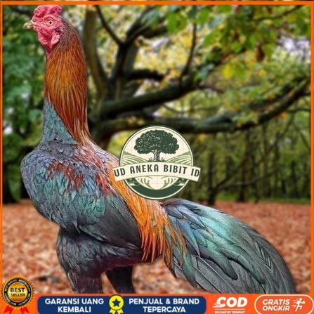 Telur Ayam Pakhoy Trah Maneedaeng Vertil Siap Di Tetaskan Jaminan Super Oiginal Bergaransi UD ANEKA 