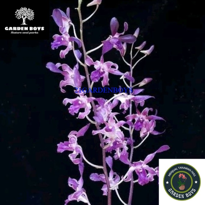 (TERMURAH) Anggrek Dendrobium Kriting / Kritingan - ID Blue Twist / ID Mesangnil .