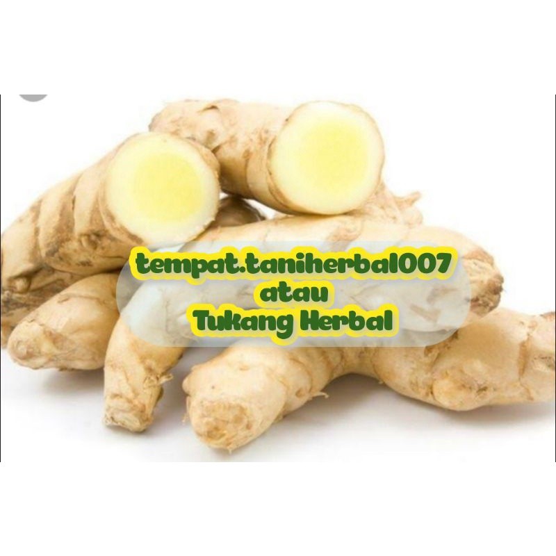 

Kunyit putih obat herbal terbaik segar baru di panen//ready stok 1kg