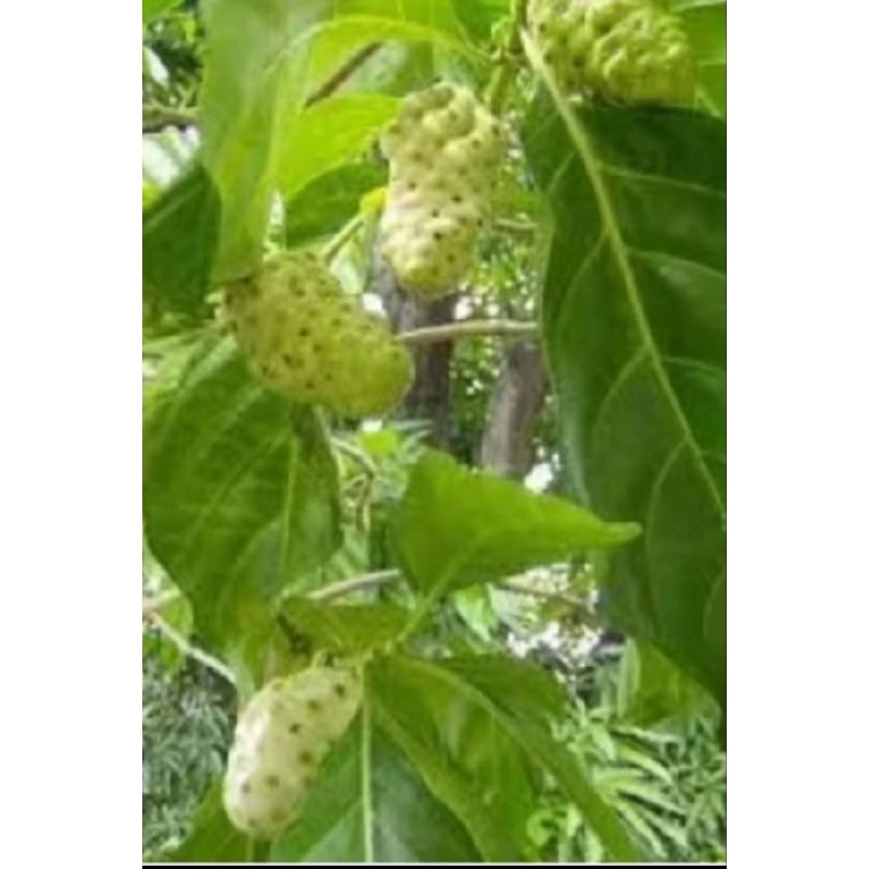 

Buah mengkudu segar per 1kg fresh