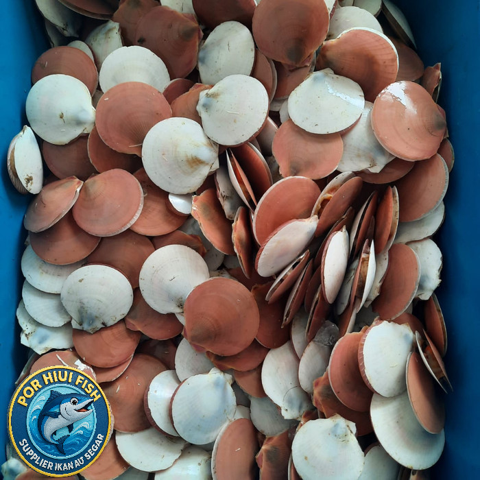 

Kerang Simping Scallop Fresh Segar - 1Kg - 500gr