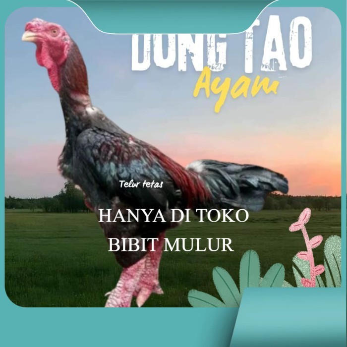 

telur ayam dong tao Vietnam ori bisa untuk di tetaskan original berkualitas