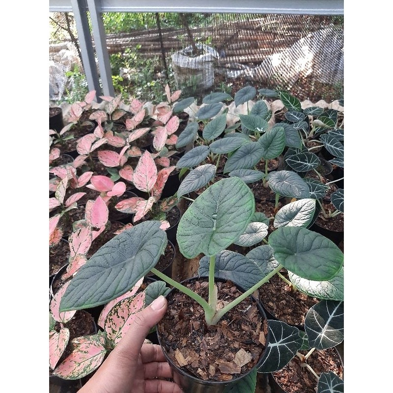 Tanaman hias Alokasia | Alocasia Melo Badak | Rhino skin | tanaman remaja