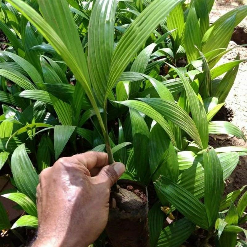 Bibit pinang Unggul Asli Pinang Hibrida Buah lebat Pohon  Pendek Bibit Pinang Hibrida .