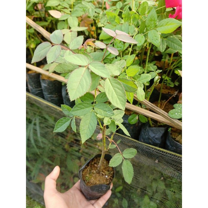 Bunga Mawar Medan Harum Bibit Tanaman Hias Beli Sekarang Gratis Polybag