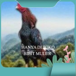 

telur tetas ayam shamo jumbo super garansi
