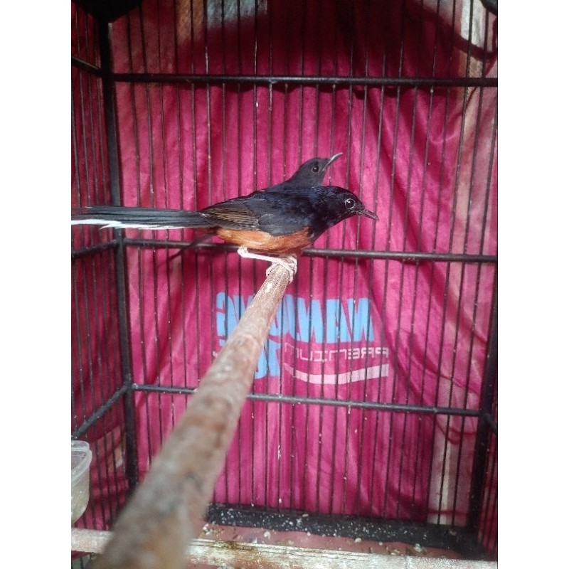 MURAI PASTOL SEPASANG JANTAN BETINA