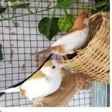 burung emje finch satuan/sepasang