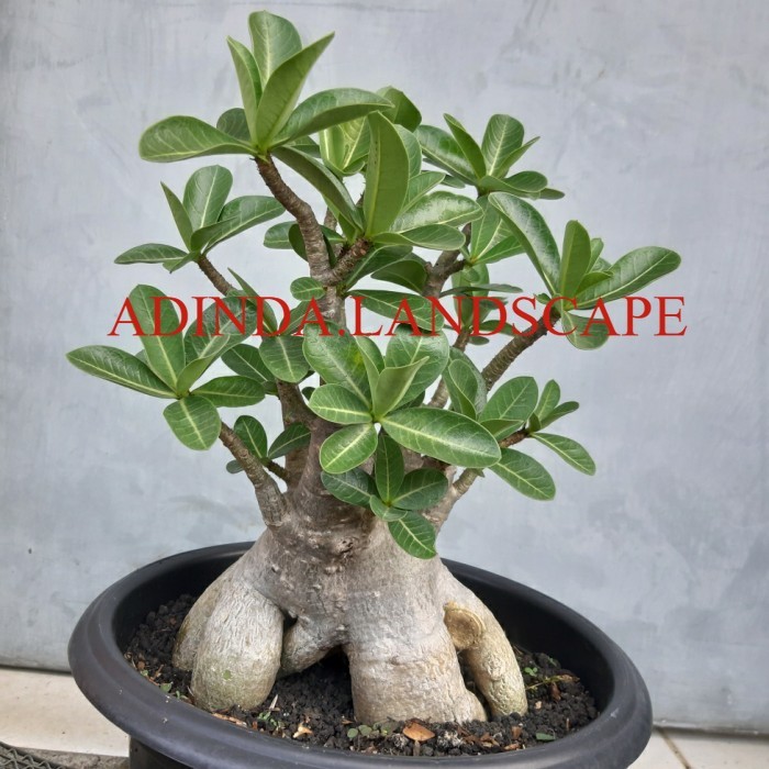 A.L Adenium arabicum MKMK bahan bonsai