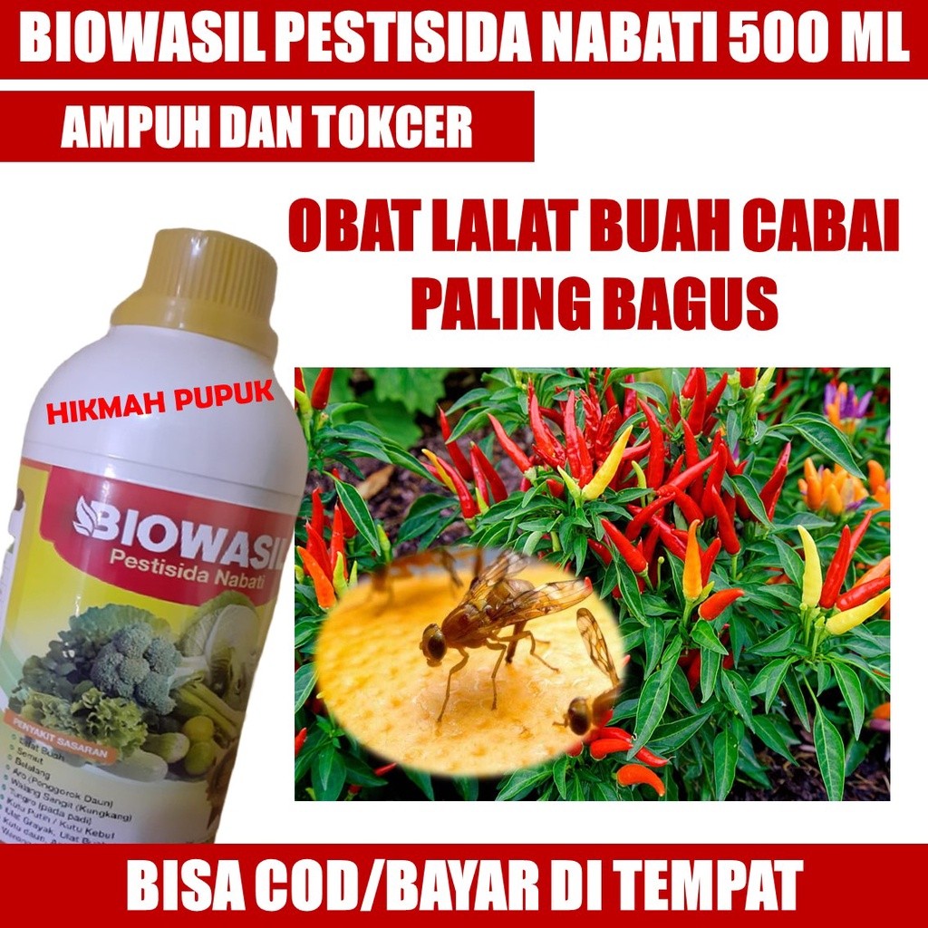 (TERLARIS) BIOWASIL OBAT UNTUK PENGENDALIAN LALAT BUAH PADA CABAI, Cara Mengendalikan Hama Lalat Bua