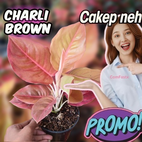 Aglonema Charlie Brown Aglonema Charlie Brown Aglaonema Charlie Brown Tanaman Aglonema KOCHIN CHARLI
