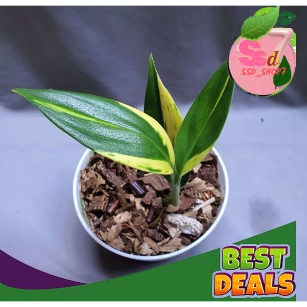 scindapsus coreaceus varigata yelow tanaman hias scindsapsus hias oroginal