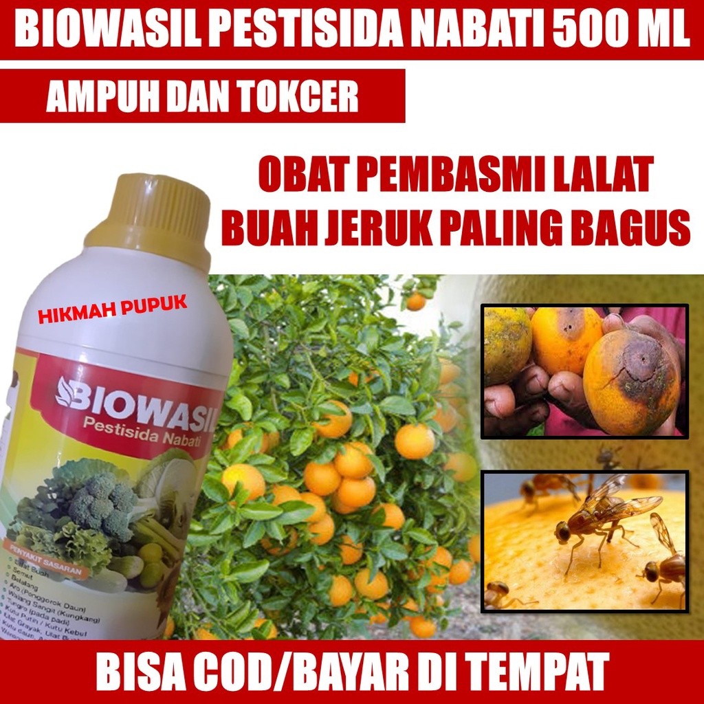 PESTISIDA MURAH BIOWASIL ATASI LALAT BUAH JERUK PALING AMPUH, Obat Hama Lalat Jeruk Paling Manjur, O