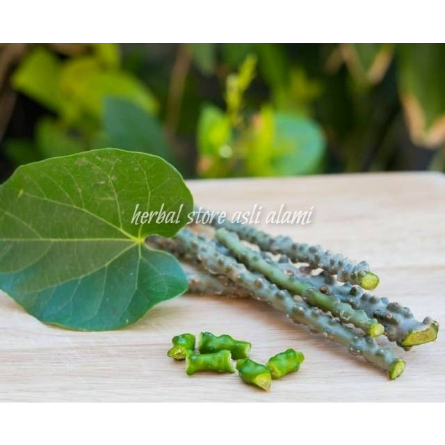 

Aakar Brotowali 500gr Bratawali Batrawali atau akar aliali (Tinospora Crispa L.) TERLARIS - Herbal