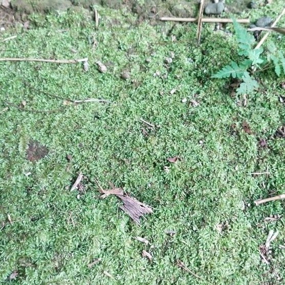 LUMUT HIDUP / FOREST MOSS Cover Bonsai