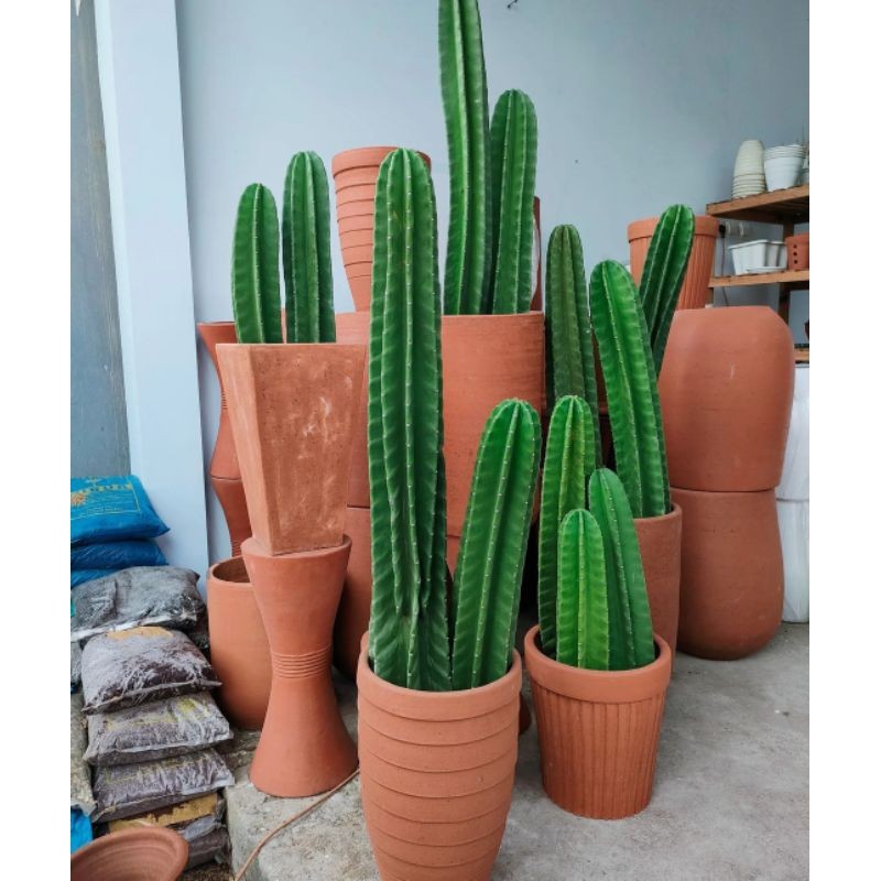 (BISA COD) tanaman hias kaktus koboi 1METER JUMBO TANPA DURI / kaktus belimbing / pohon kaktus hidup