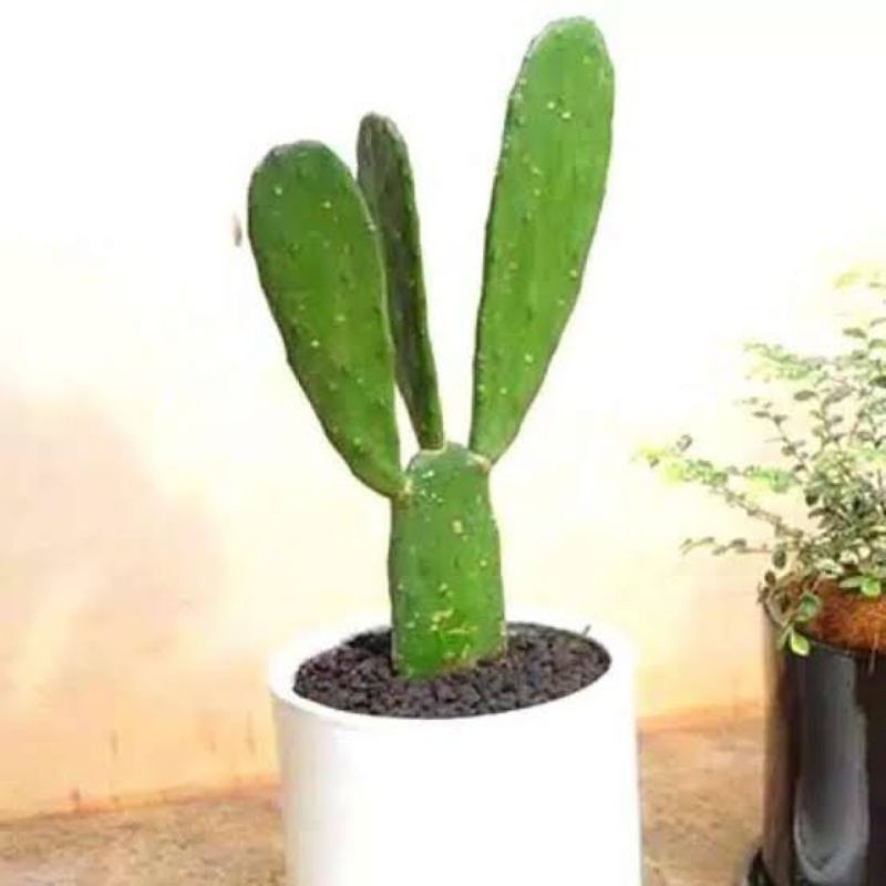 Tanaman Hias Kaktus Mini - kaktus centong mini