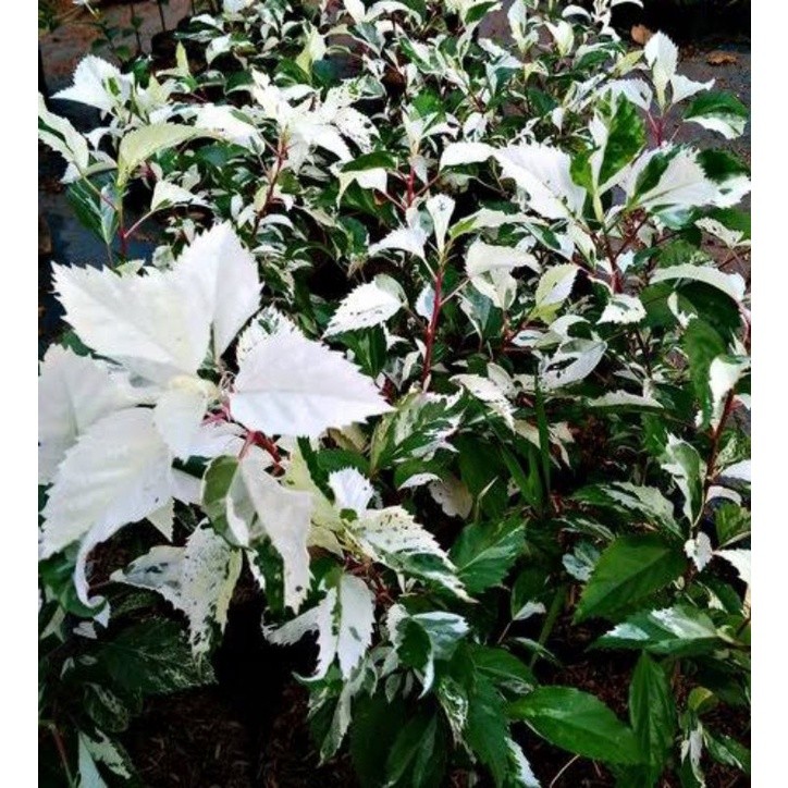 Tanaman Hias Bunga Sepatu Varigata - kembang sepatu varigata