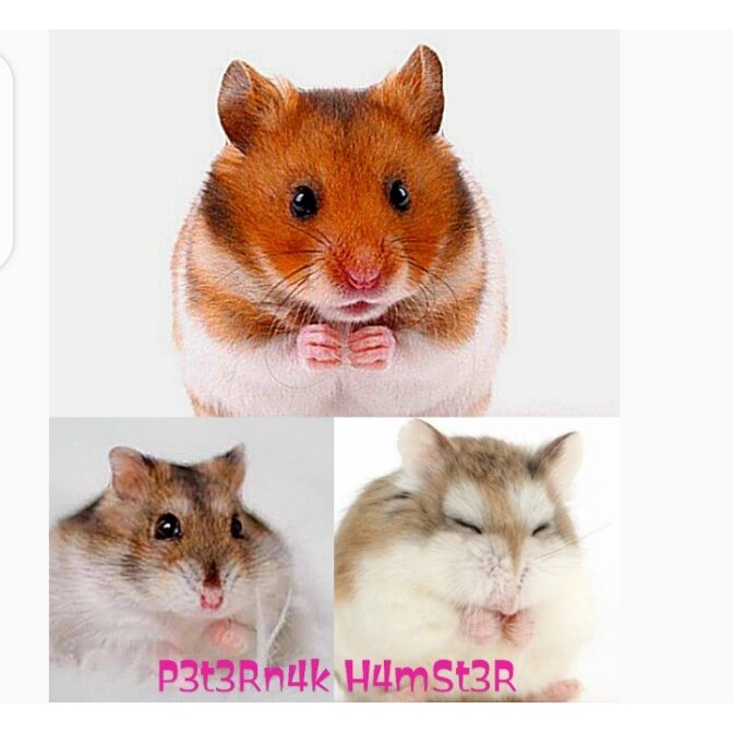 Ternak Hamster Syirian Jinak
