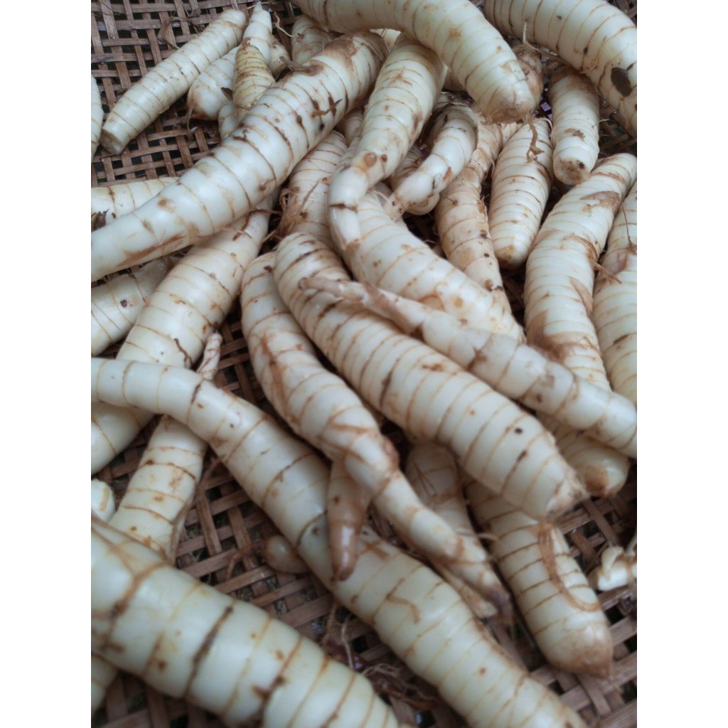 

umbi garut/terigu/anggrek segar kemasan 1 kg (bersih)