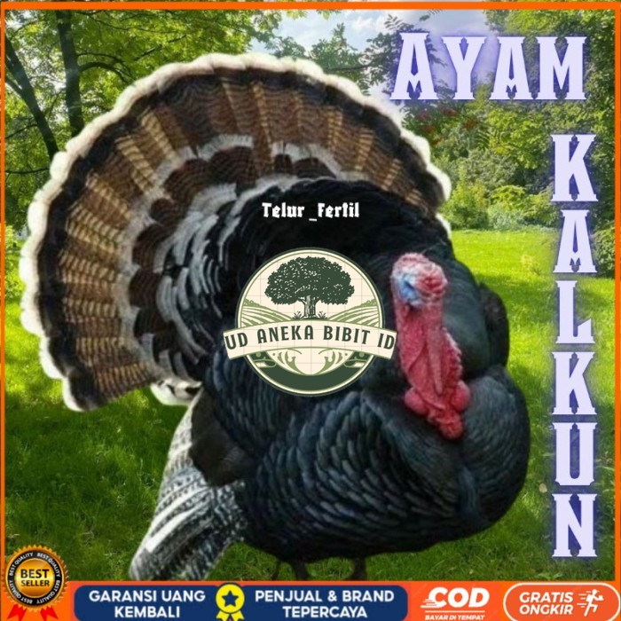 

telur ayam kalkun untuk ditetaskan original berkualitas UD ANEKA BIBIT ID