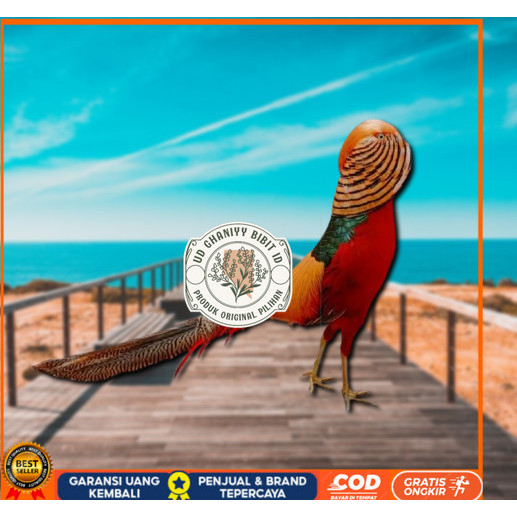 

telur ayam golden pheasant asli untuk di tetaskan UD GHANIYY BIBIT ID