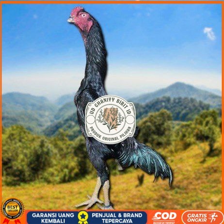 

telur ayam shamo eropa ori petarung handal bisa untuk di tetaskan UD GHANIYY BIBIT ID