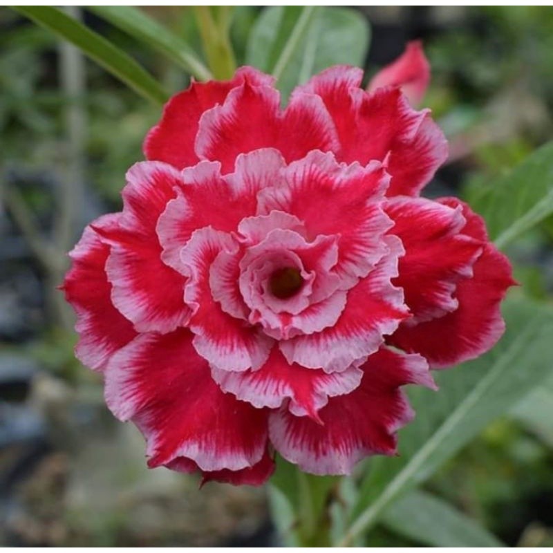 Tanaman hias adenium kamboja Jepang bunga merah tumpuk / Kamboja adenium bunga