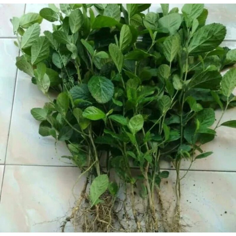 

Daun sidaguri 100 gram herbal