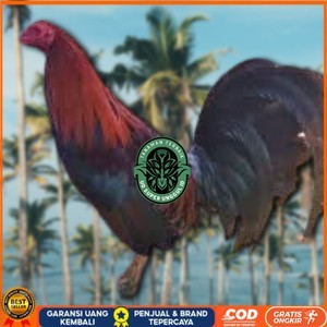 

telur ayam philipin import AK47 bisa untuk di tetaskan UD_SUPER_UNGGUL_ID