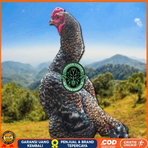 

telur ayam shamo fertil untuk ditetaskan UD_SUPER_UNGGUL_ID