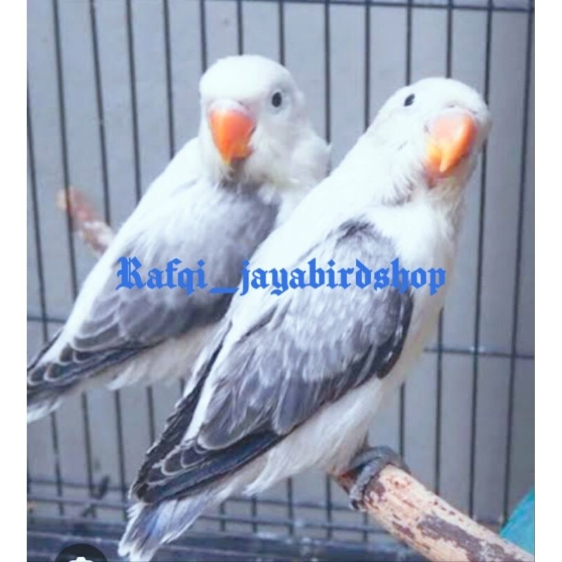 BURUNG BIOLA EUWING GREY SEPASANG