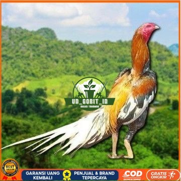 

EKOR LIDI PUTIH TELUR FERTIL UD_GOBIT_ID