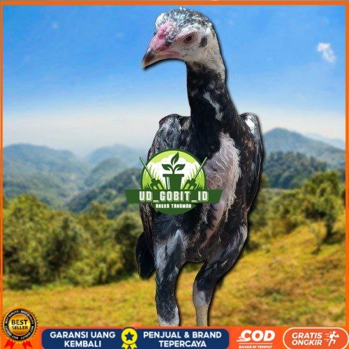 

PAKET MURAH 3 EKOR TELUR SHAMO (Cod) UD_GOBIT_ID