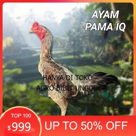 

telur ayam Pama iq untuk di tetaskan agro.bibit.unggul