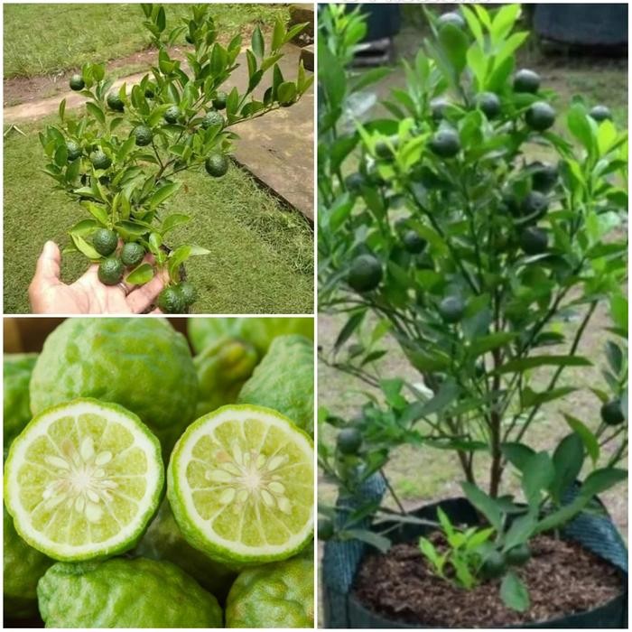 Tanaman Jeruk Sambel / Jeruk Limau