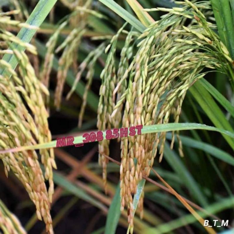 Benih padi MR 308 kemasan 5kg original