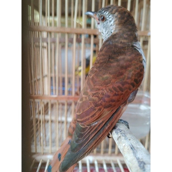 burung kedasih coklat rawatan