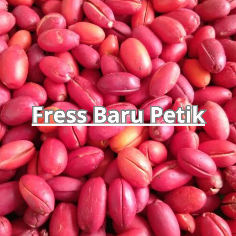 

Kulit Melinjo Segar 1kg / Kulit Tangkil Melinjo Fress 1kg