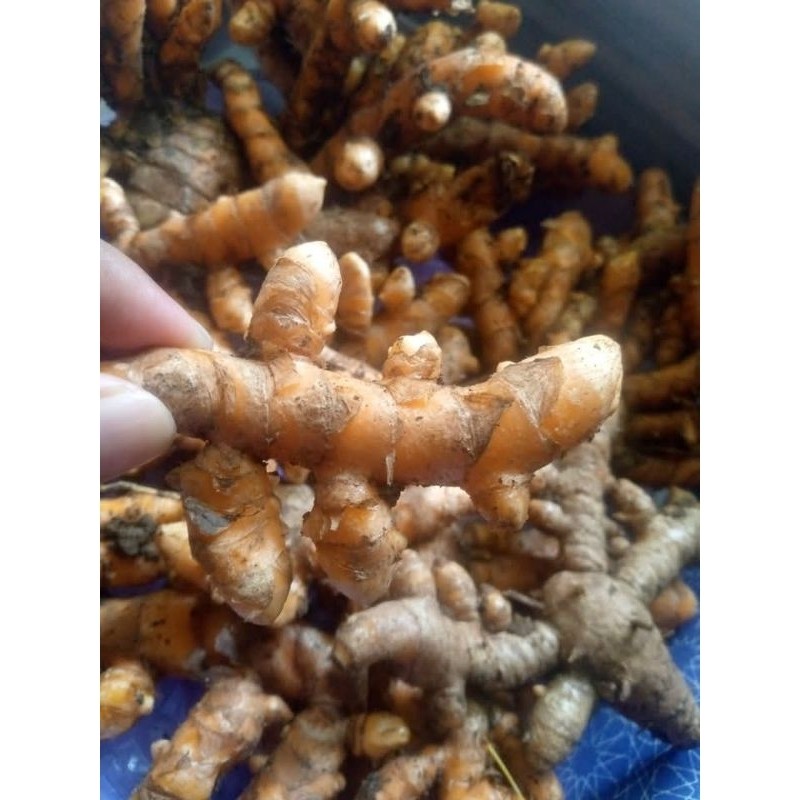 

Promo 1kg buah kunir/buah kuning masak segar Termurah