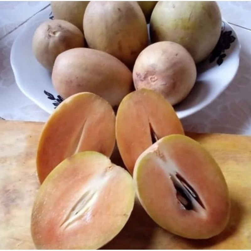 

ZS25 - buah sawo manila tua siap matang fress petik harga per 1 pcs